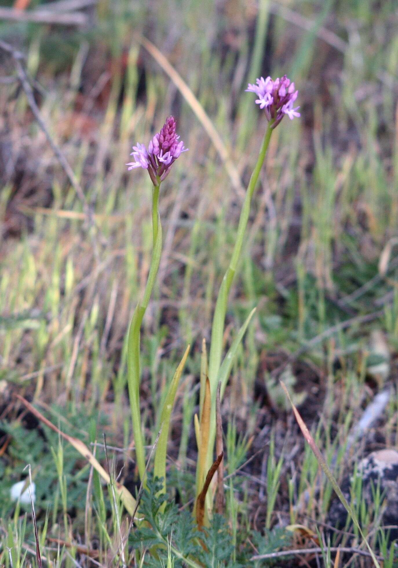 Image of Pyramidal orchid