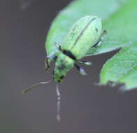 Plancia ëd Phyllobius (Dieletus) argentatus Linnaeus 1758