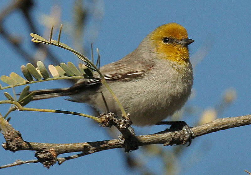 Image of Auriparus Baird & SF 1864