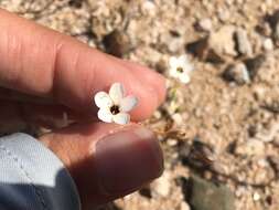 Image of golden linanthus