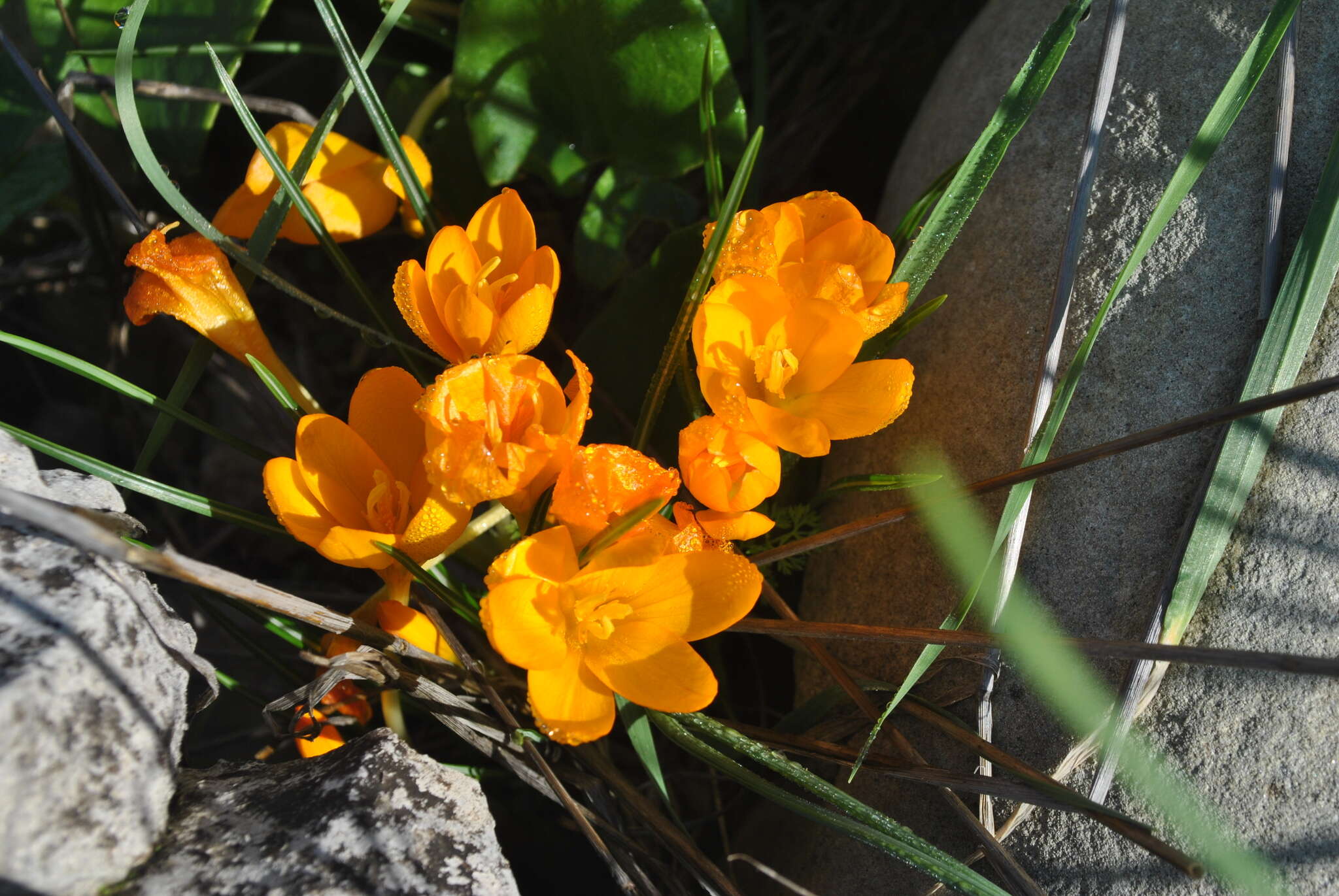 Imagem de Crocus graveolens Boiss. & Reut.