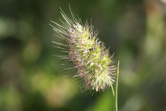 Image of Bristly dogstail grass