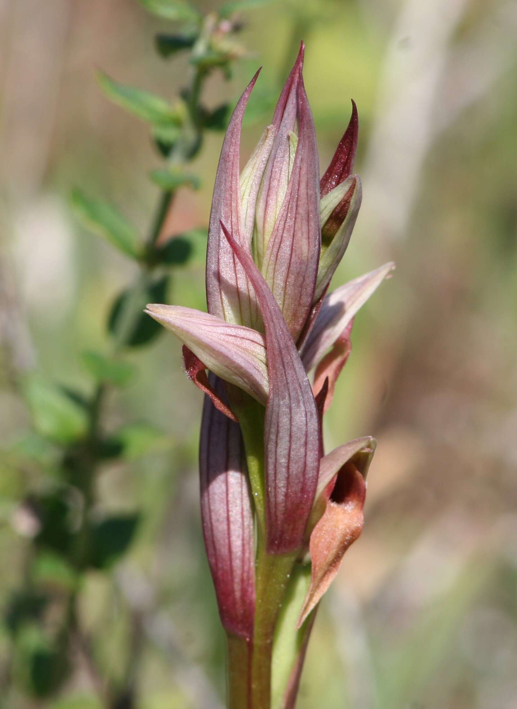 Image of Small-flowered serapias