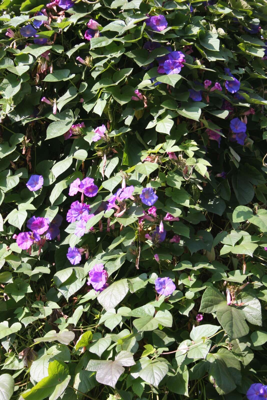 Sivun Ipomoea indica (J. Burman) Merr. kuva