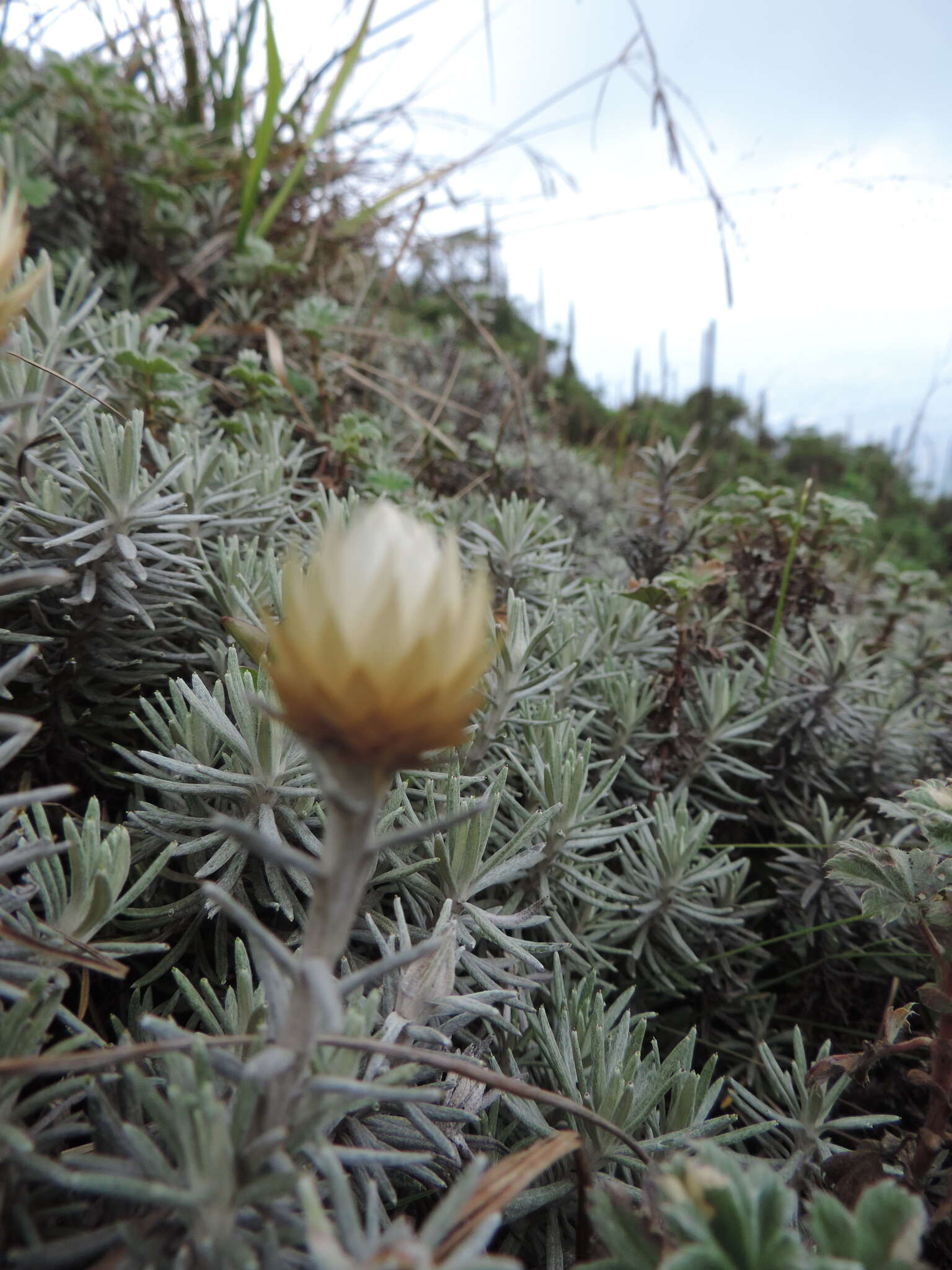 Image of Helichrysum newii Oliv. & Hiern