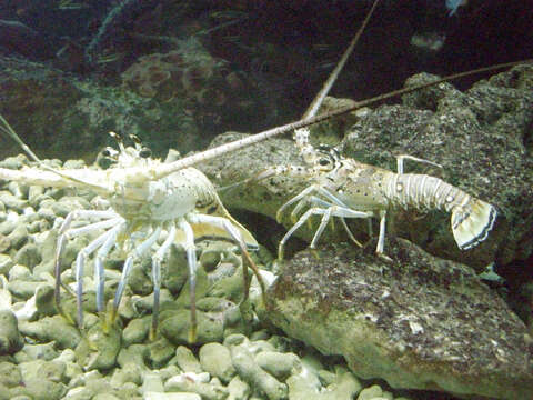 Image of Caribbean Spiny Lobster