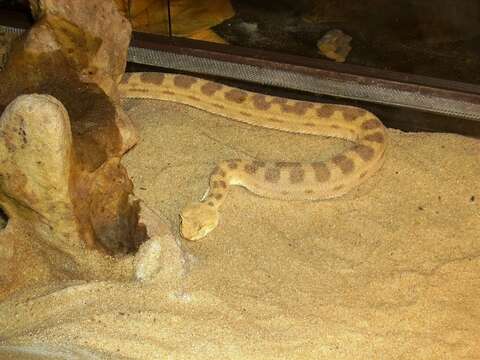 Image of Saharan horned viper