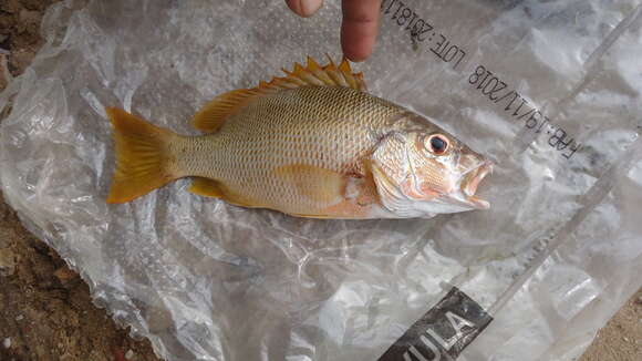 Image of Brazilian Snapper