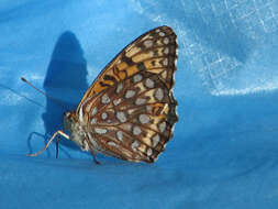 Image of Atlantis Fritillary