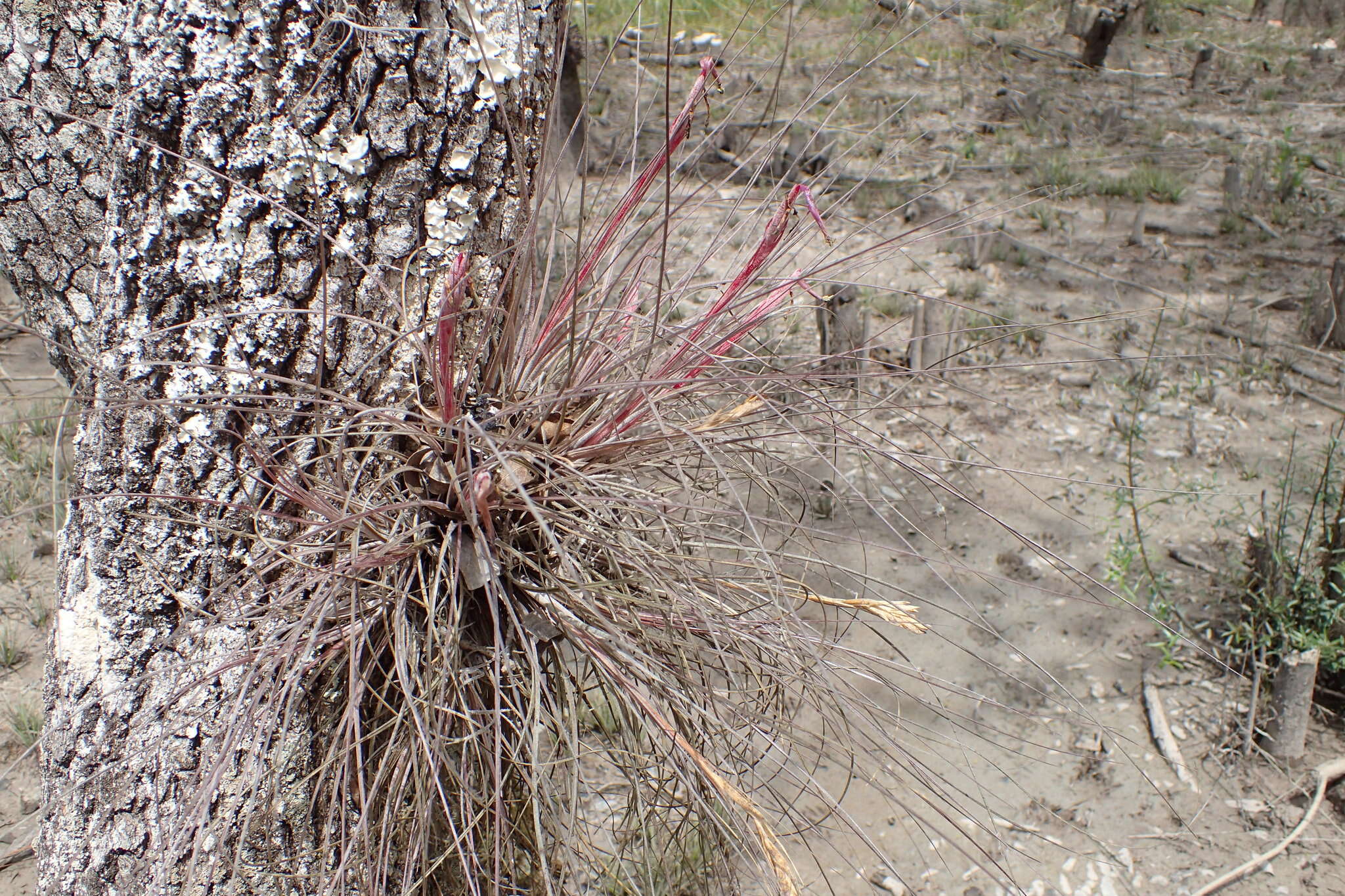 Image of Bartram's airplant