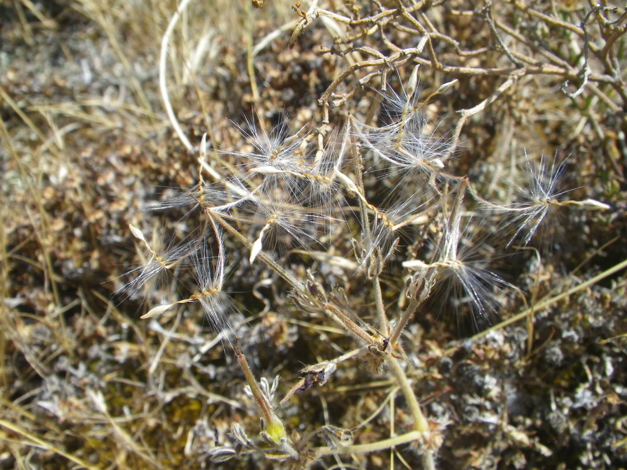 Image of Pelargonium auritum (L.) Willd.