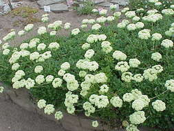 Image of sulphur-flower buckwheat