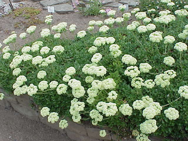 Image of sulphur-flower buckwheat