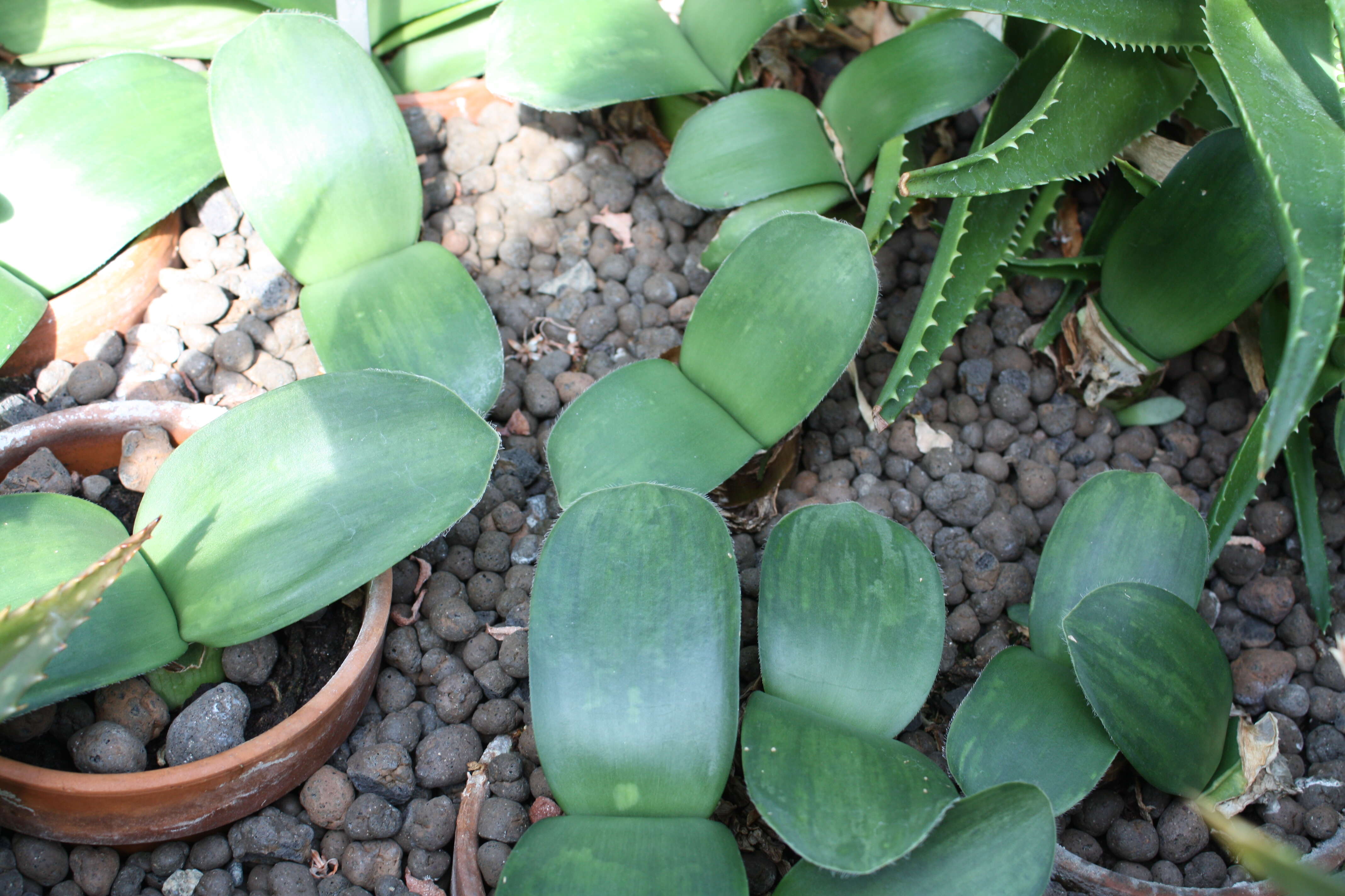 Imagem de Haemanthus albiflos Jacq.