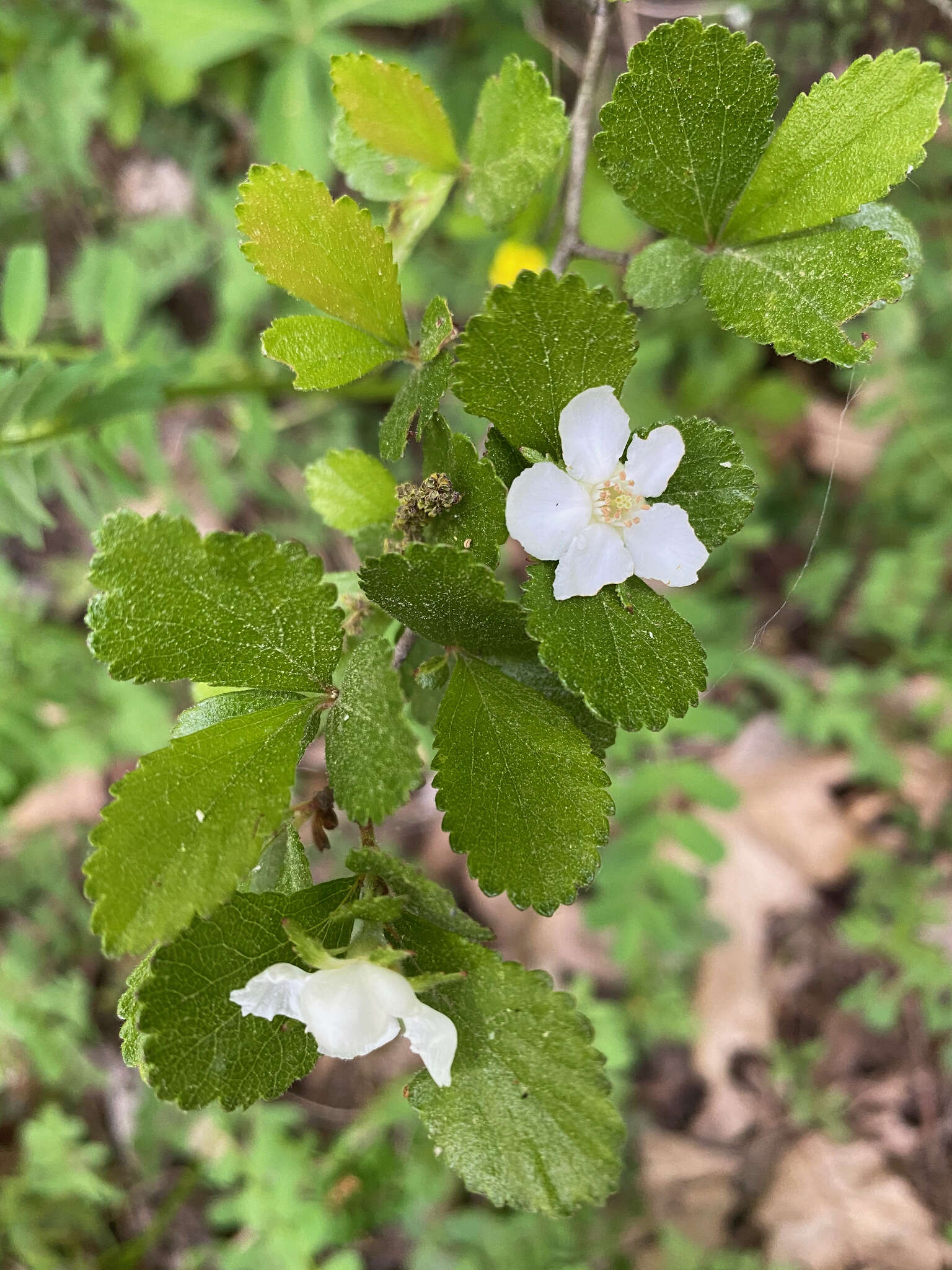 Image of dwarf hawthorn