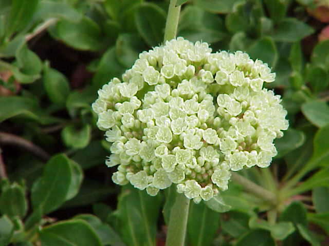 Image of sulphur-flower buckwheat