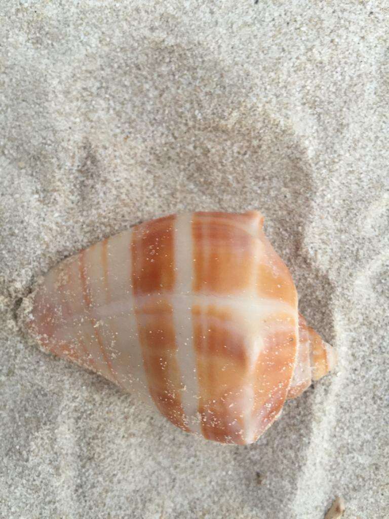 Image of West Indian crown conch