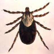 Image of Rocky Mountain Wood Tick