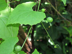 Image of Zehneria cunninghamii F. Müll.