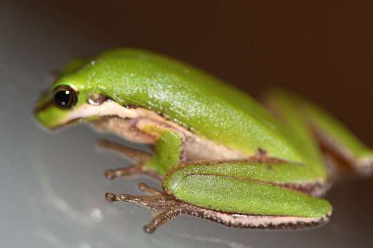 Image of Eastern Dwarf Tree Frog