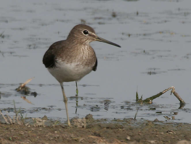 Image of Green Sandpiper