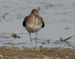 Image of Green Sandpiper