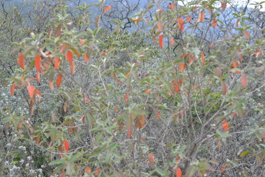 Image of Croton morifolius Willd.