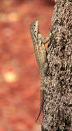 Image of Northern Curly-tailed Lizard