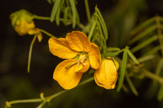 Plancia ëd <i>Senna aciphylla</i>