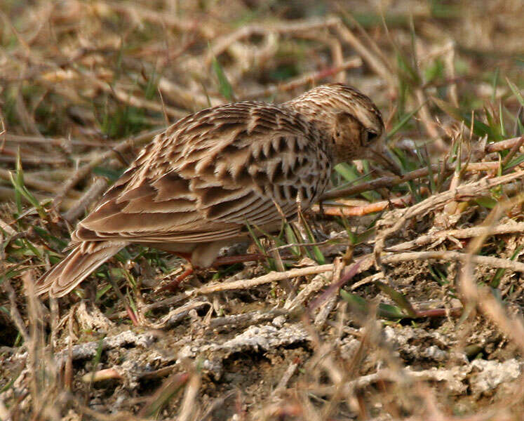 Image of Oriental Skylark