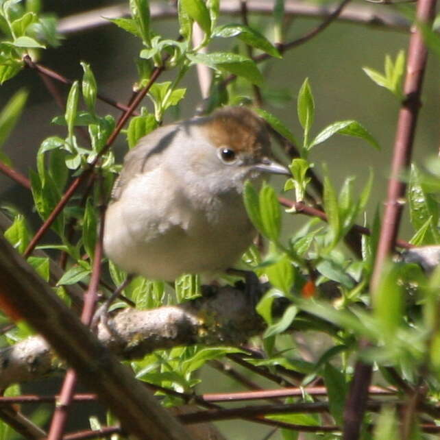 Image of Blackcap