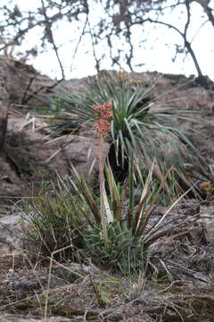 Image of Echeveria agavoides Lem.