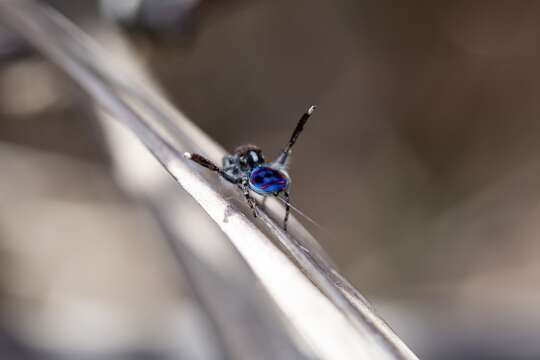 Image of Maratus speciosus (O. Pickard-Cambridge 1874)