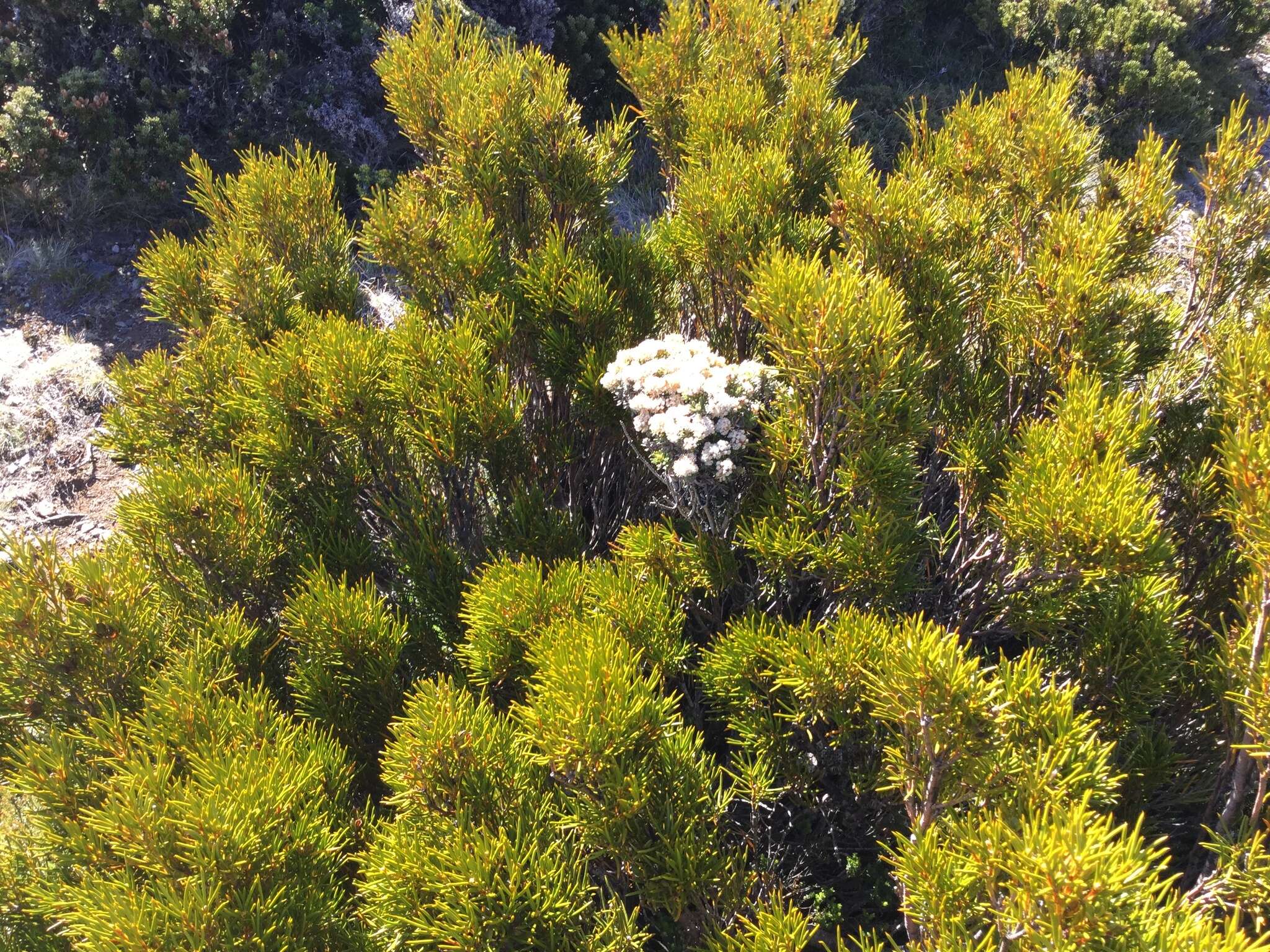 Ozothamnus ledifolius (A. Cunn. ex DC.) Hook. fil. resmi