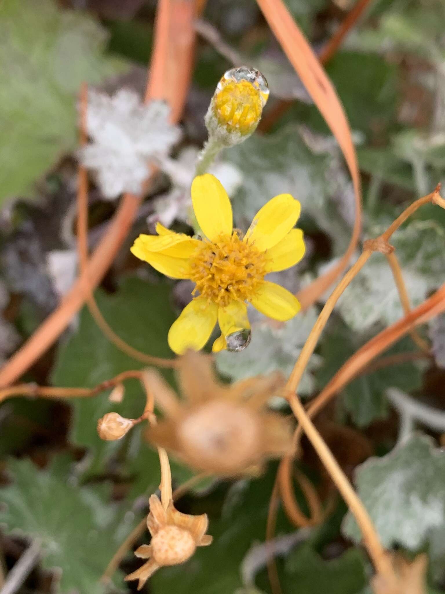 Image of Cineraria albicans N. E. Br.