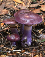 Imagem de Cortinarius archeri