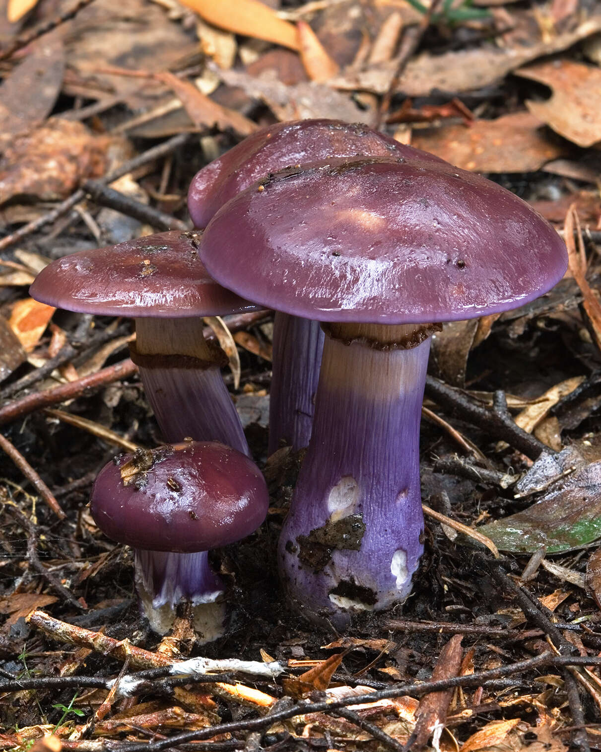 Image of Cortinarius archeri