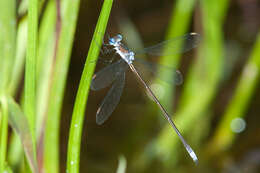 Image of Swamp Spreadwing