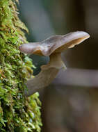 Image of Armillaria hinnulea Kile & Watling 1983