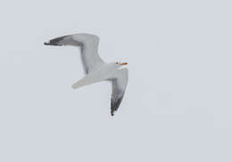 Image de Larus fuscus heuglini Bree 1876