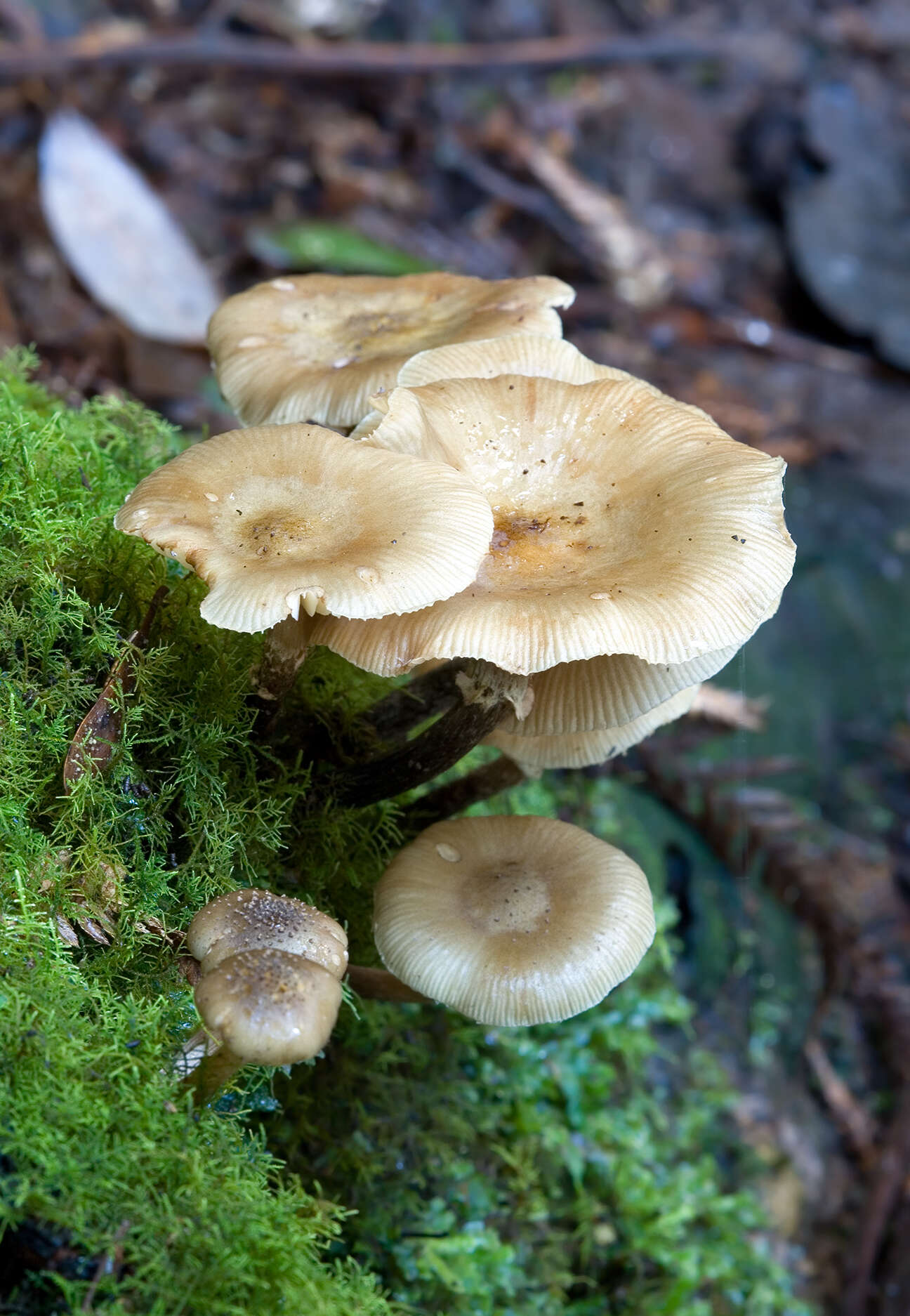 Image of Armillaria hinnulea Kile & Watling 1983