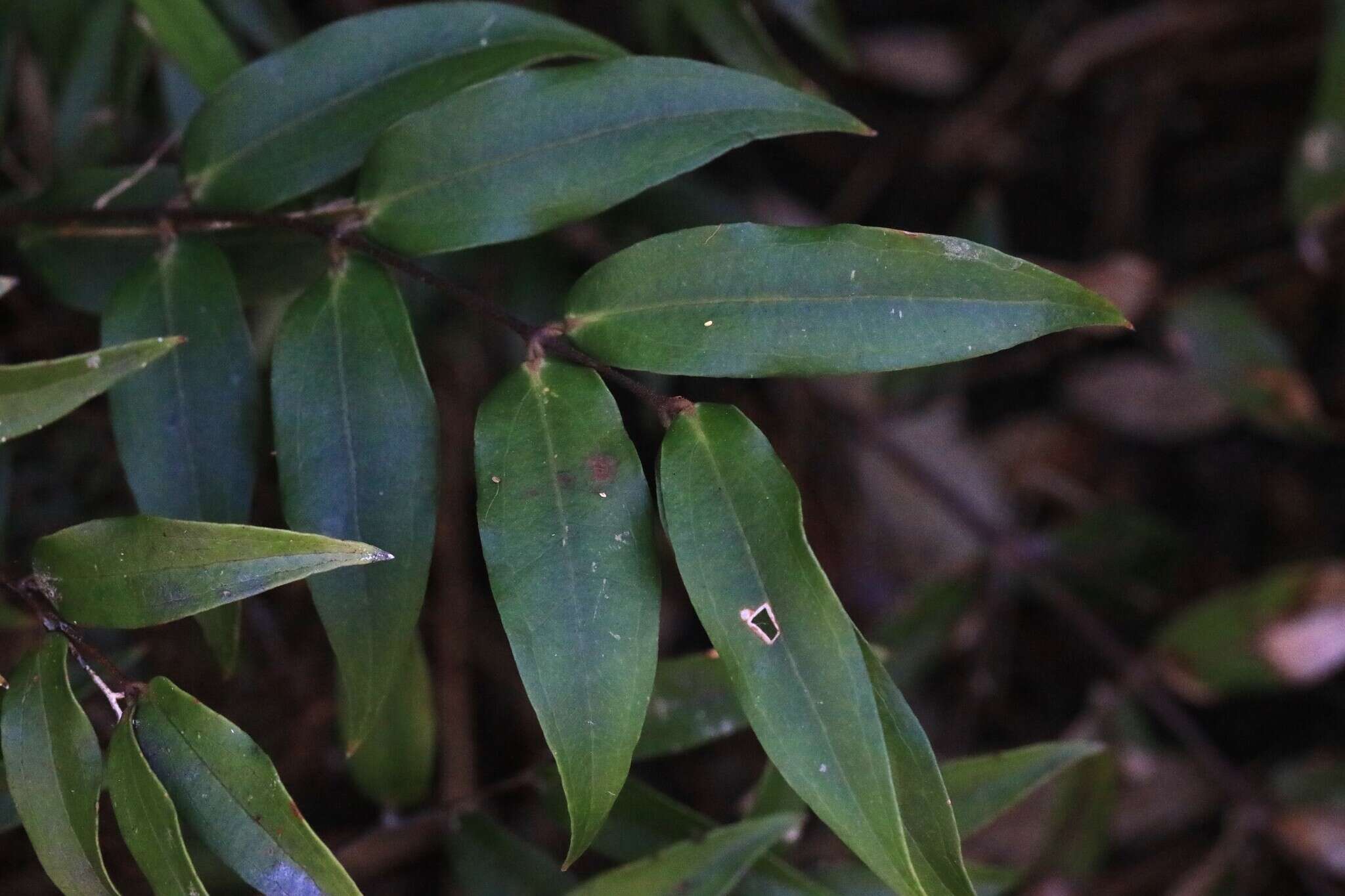 Image of Ripogonum fawcettianum F. Muell. ex Benth.