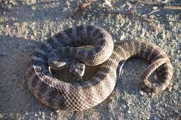 Image of Tiger Rattlesnake