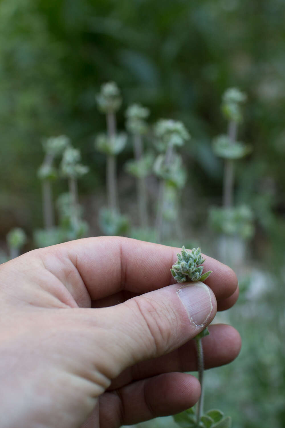 Image of Hypericum tomentosum L.