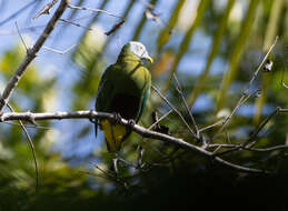 Image of Grey-headed Fruit Dove