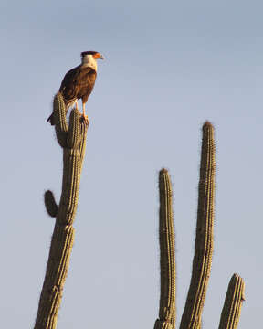 Image of Caracara Merrem 1826