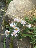 Image of white panicle aster