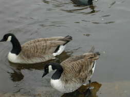 Image of Hawaiian goose