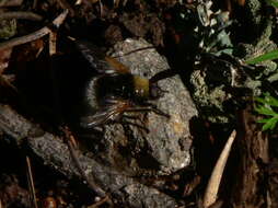 Image of Mesembrina mystacea (Linnaeus 1758)