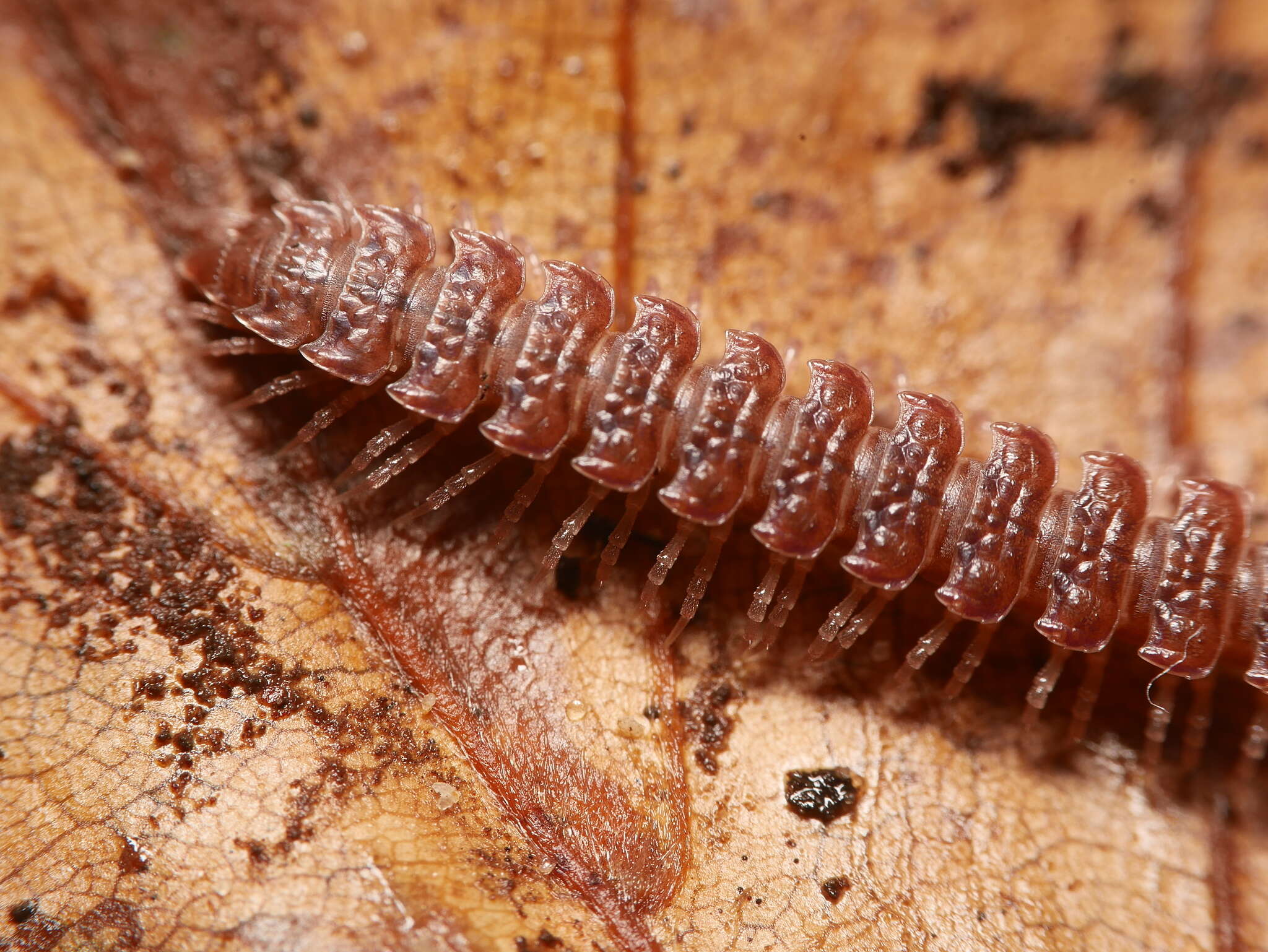 Image of Flat-backed millipede